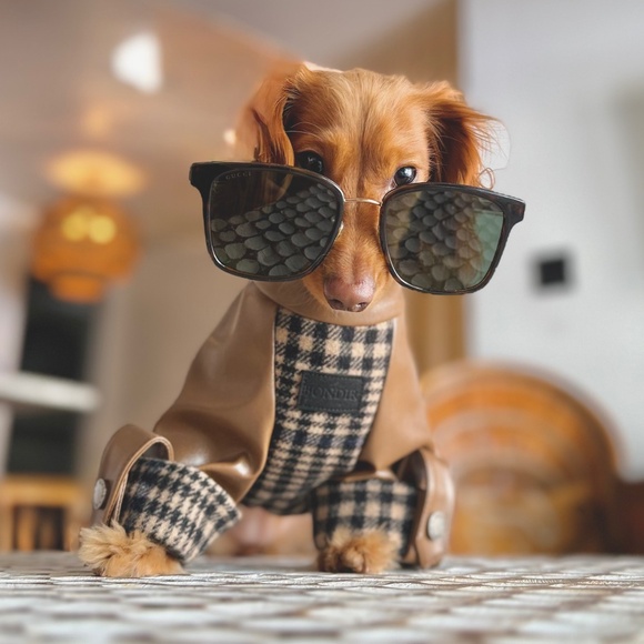 Fancy Checked Jacket for dog NEW - Picture 3 of 5